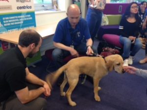 Guide dog event to relieve student exam stress