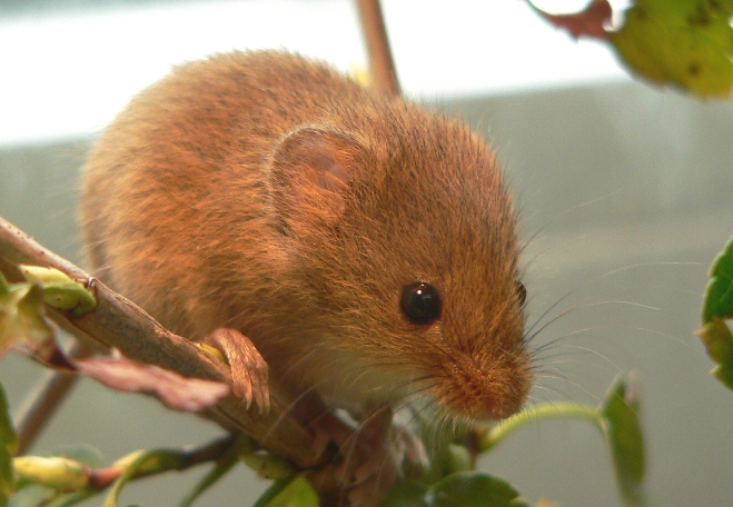 harvest mouse research project