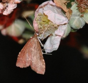 Olive Pearl moth