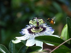 Passionflower with Bombus