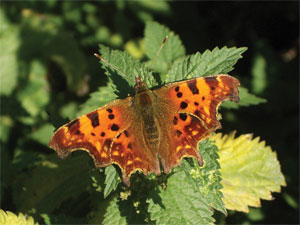 Biodiversity Butterfly