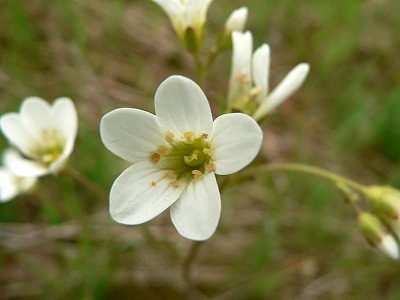 Irish meadow saxifrage