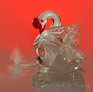 Swan by Nadine Platt Cr