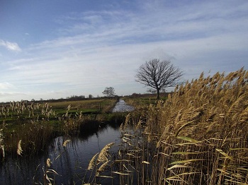 Wicken Fen