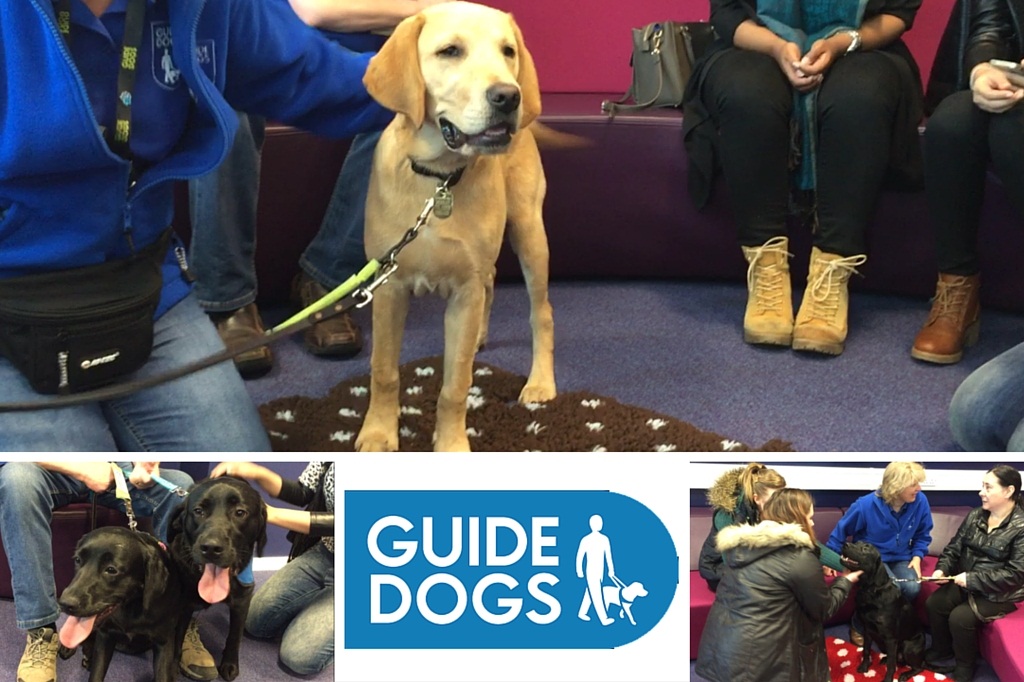 Puppy Room at University of Northampton