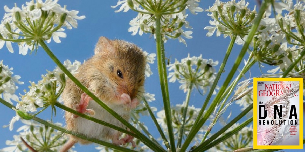 Harvest mice in National Geographic