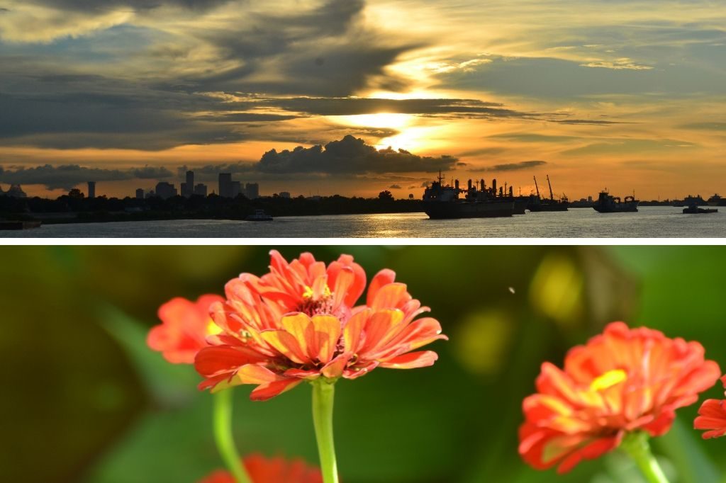 Photos of ships at dusk and flowers by lecturer Christine Collymore