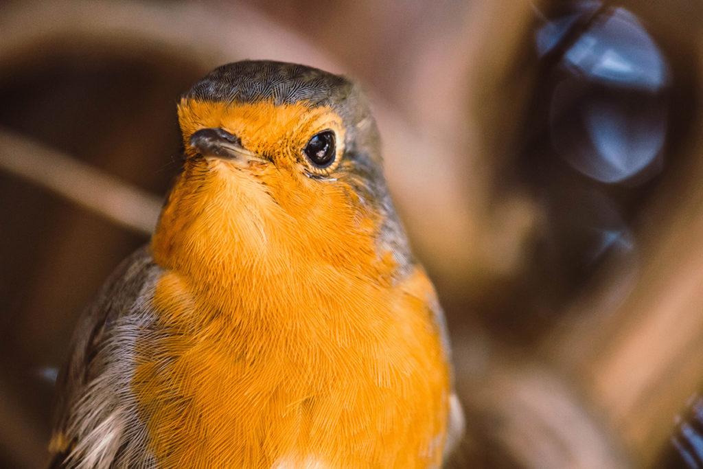 Photo of A robin, by Katie Lynes.