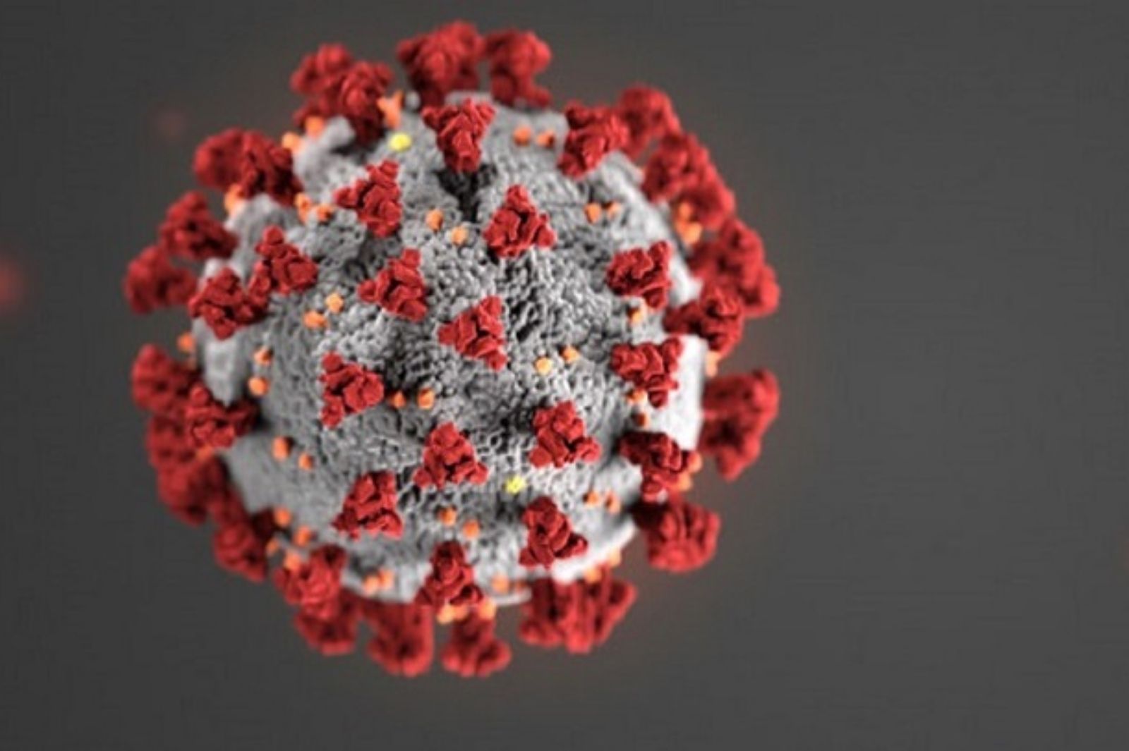 microscope image of coronavirus