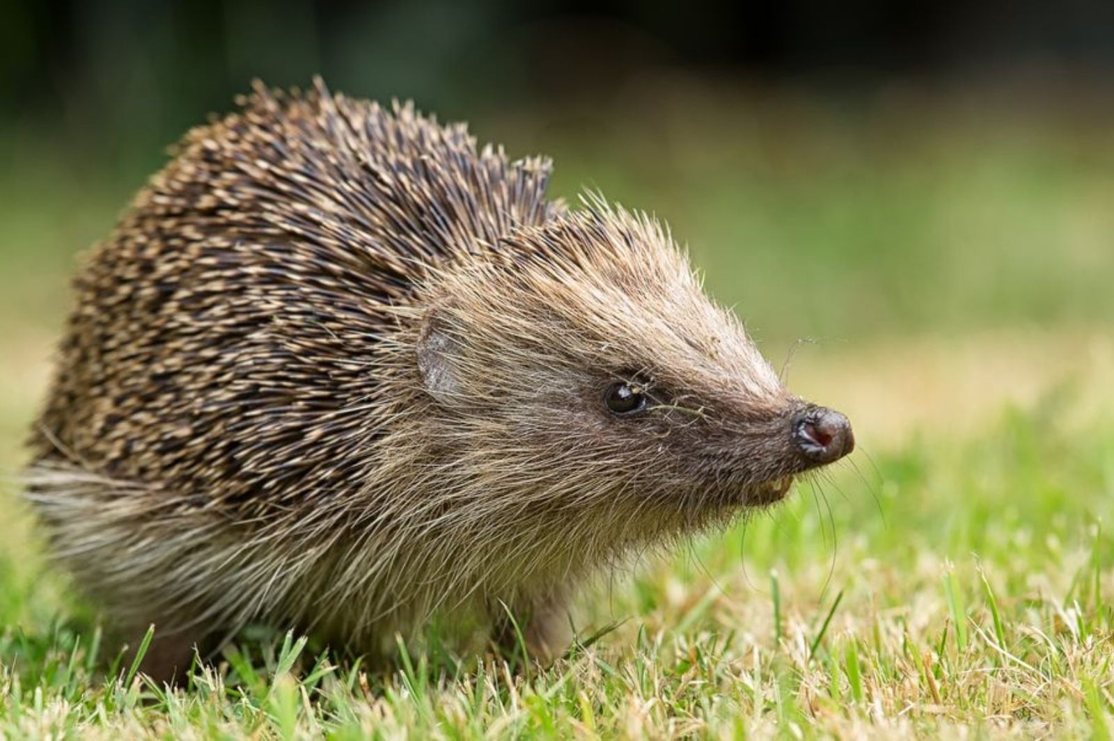 British Hedgehog