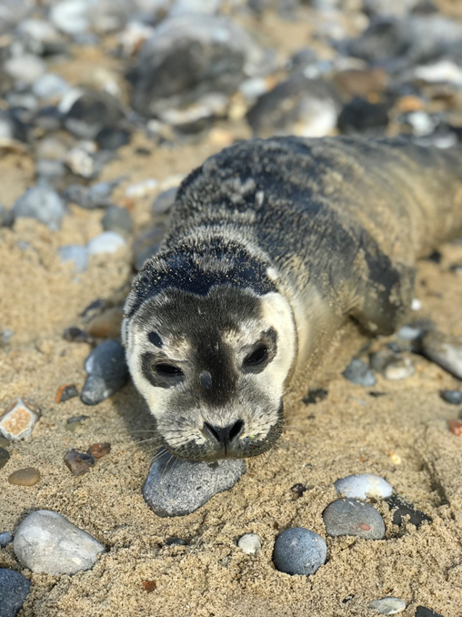 Isabelle Davies' winning image, Seal of disapproval.