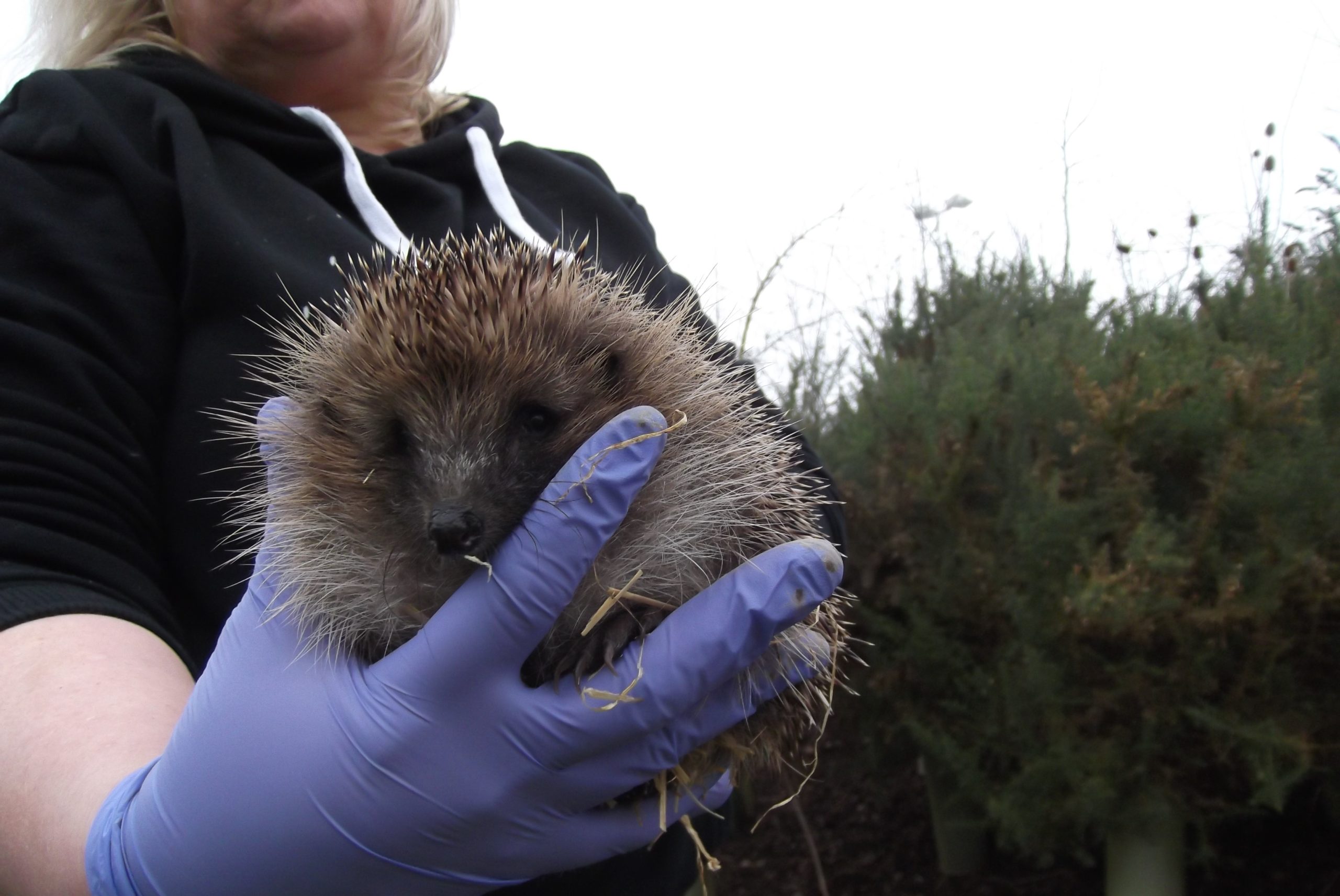 Hedgehog release