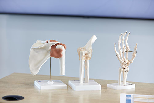 Anatomical figures