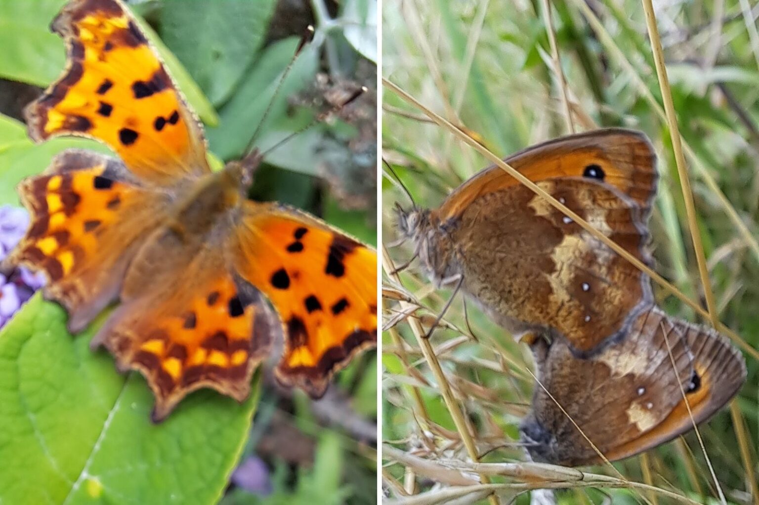 Butterfly survey reveals healthy wildlife habitats at Waterside UON