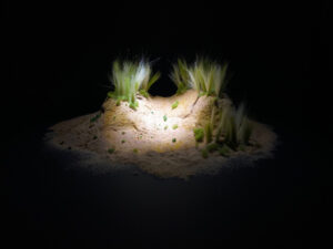 Artwork depicting sand and greenery, highlighted by a spotlight over black. Art work by Martyn Steele