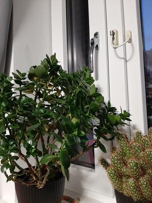 Two plants on a window sill, one is a cactus and another has larger leaves and branches.