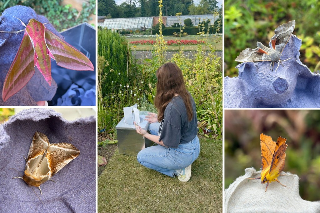 Student sets butterfly trap in outdoor garden, with images of moths on egg cups.