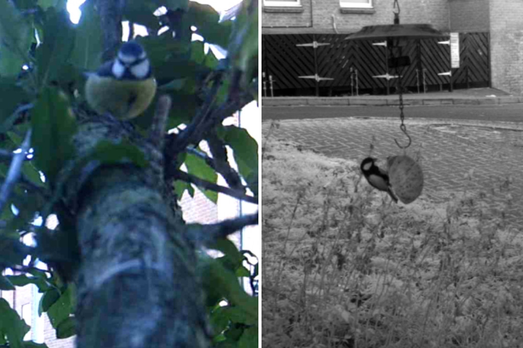 Two images of blue tits side by side.