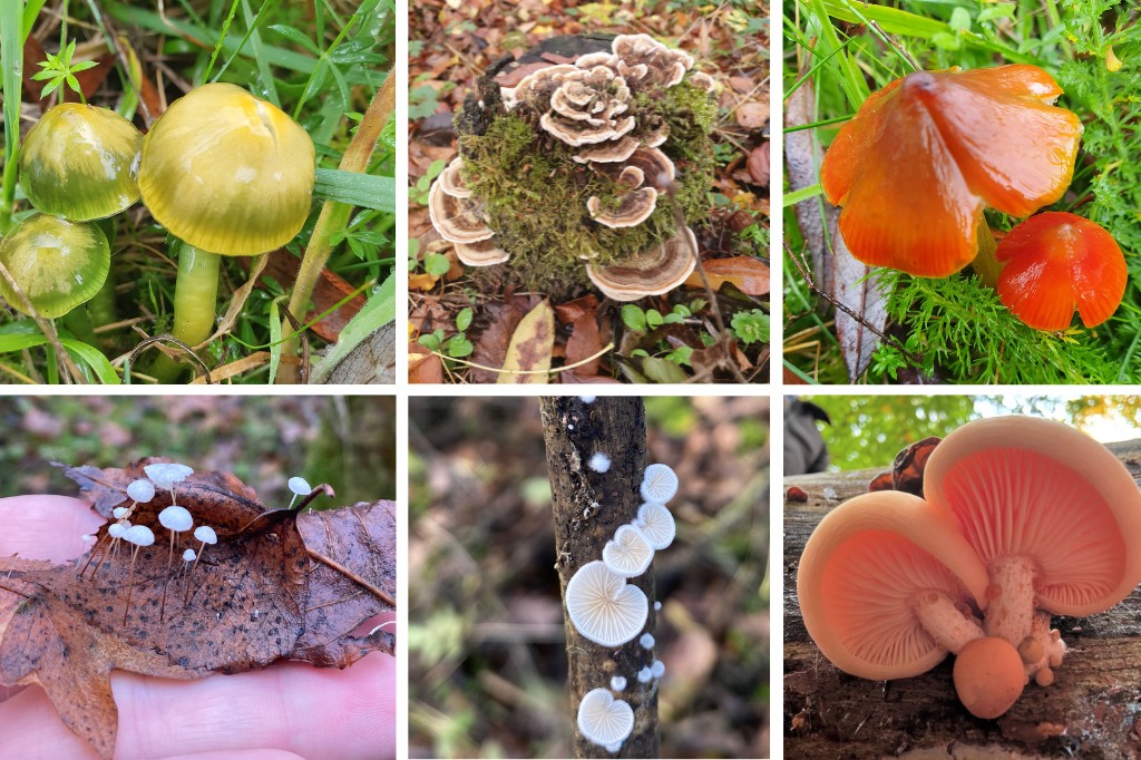 Six images of colourful mushrooms in woodland.