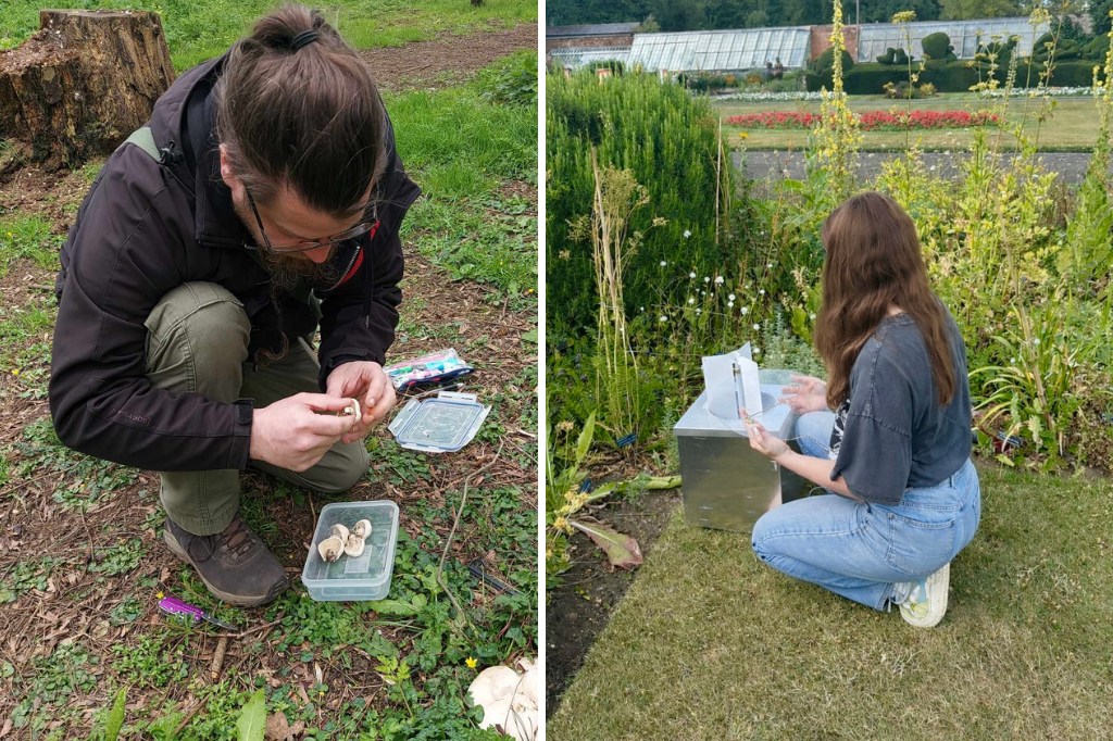 Two students crouch in the grass as they set up experiments with mushrooms and birds.