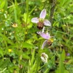 Image of a Bee Orchid