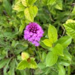 Image of a Common Spotted Orchid