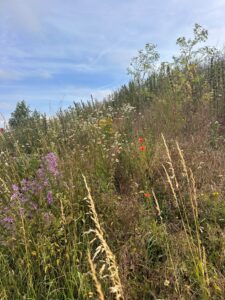 Wildflowers photography by Hollie Darby, June 2026