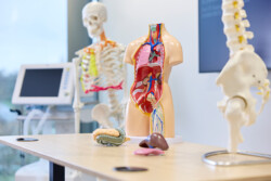 Skeletons and demonstration models for inside the body and bones, in the Physiotherapy Laboratory.