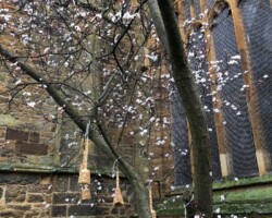 Bird feeders in a tree next to a church window