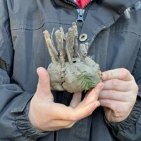 A person holding a ball of twigs