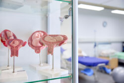 Models displaying the different stages of fetal development in the womb uterus, arranged in a midwifery skills laboratory. The models illustrate fetal growth from early gestation to full term and are used for teaching and clinical education.