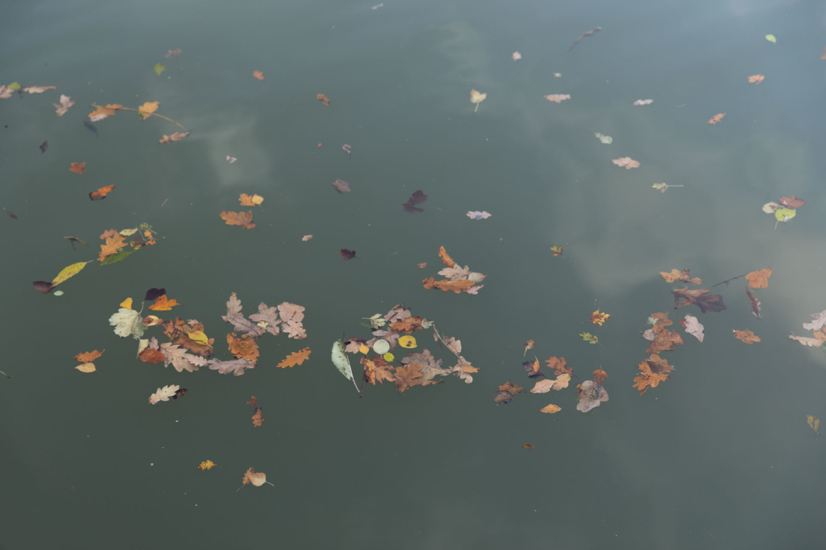 Autumn leaves floating in the canal