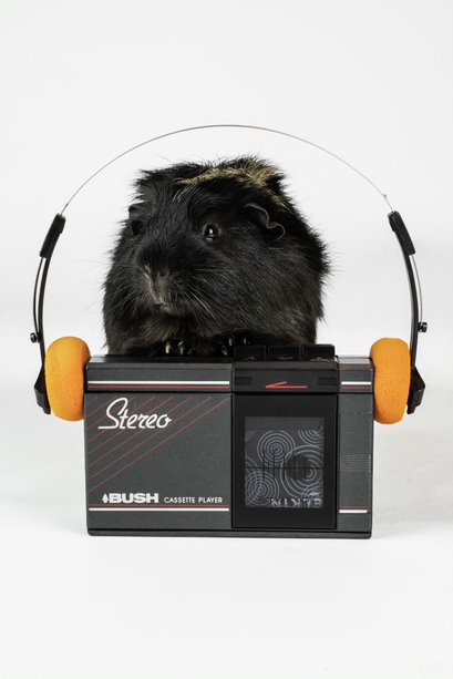 Portrait of guinea pig with cassette player