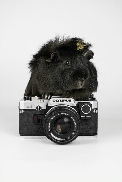Portrait of guinea pig with camera