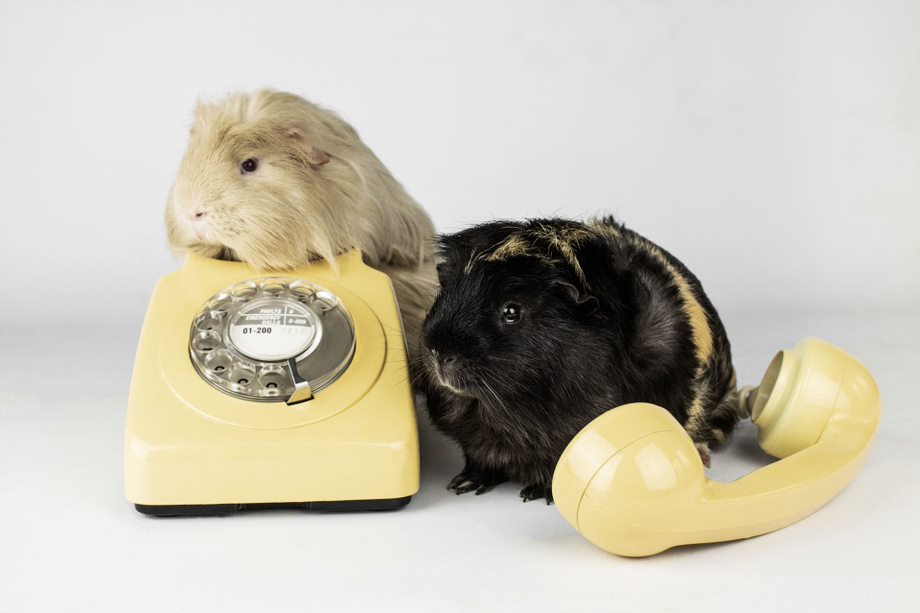 Portrait of two guinea pigs with a vintage phone